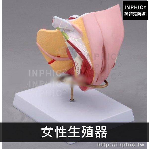 INPHIC-醫療實驗道具子宮解剖男女性生殖器官結構模型醫學教具女性內外生殖系統醫學模型5部件-女性生殖器