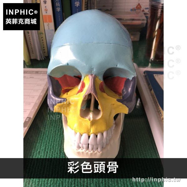 INPHIC-醫學模擬骷髏一比一教學模型人頭骨模型醫療實驗道具醫學模型頭顱骨解剖標本-彩色頭骨