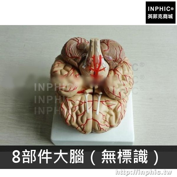 INPHIC-人體教學用模型大腦模型醫療實驗道具醫學腦血管模型腦解剖模型-8部件大腦（無標識）