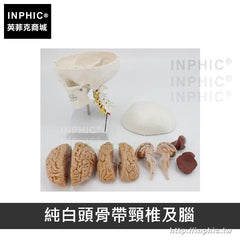 INPHIC-醫療實驗道具醫學模型一比一教學模型人頭骨模型頭顱骨解剖標本醫學模擬骷髏-純白頭骨帶頸椎及腦