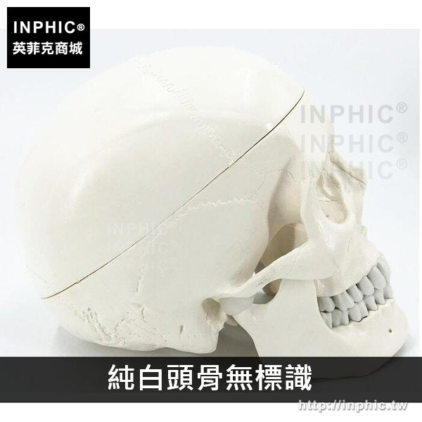 INPHIC-醫療實驗道具醫學模型人頭骨模型一比一醫學模擬骷髏教學模型頭顱骨解剖標本-純白頭骨無標識