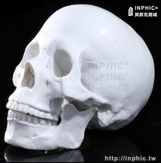 INPHIC-醫學模型美術骨骼解剖人頭骨藝用骷髏頭人體肌肉頭顱骨模型靜物繪畫