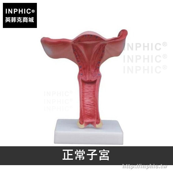 INPHIC-婦產教學模型醫療實驗道具生教育演示器材醫學模型人體子宮解剖模型女性生殖系統-正常子宮