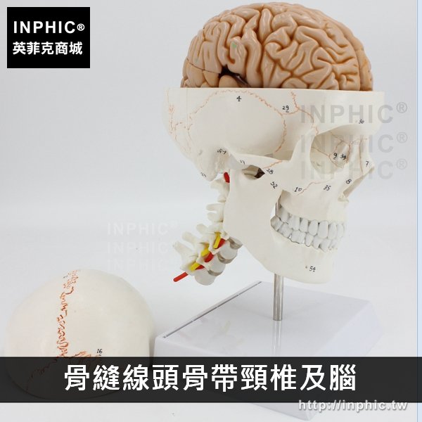 INPHIC-人頭骨模型一比一醫療實驗道具醫學模型教學模型醫學模擬骷髏頭顱骨解剖標本-縫線頭骨帶頸椎及腦