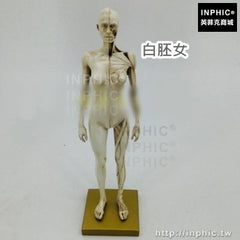 INPHIC-肌肉骨骼解剖雕塑教學樹脂結構美術醫學模型醫療實驗道具人體模型CG繪畫