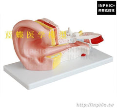 INPHIC-演示教具醫療實驗道具醫學模型科學實驗室幼稚園物理探索玩具耳解剖放大模型