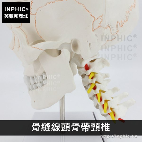 INPHIC-醫學模型醫學模擬骷髏人頭骨模型頭顱骨解剖標本教學模型醫療實驗道具一比一-縫線頭骨帶頸椎