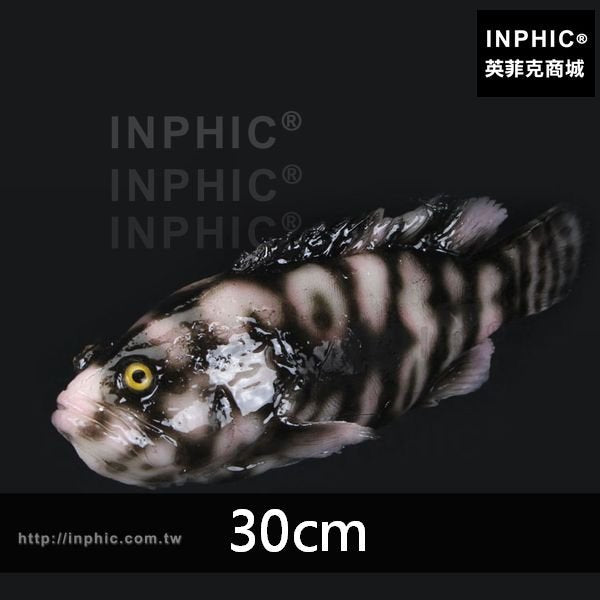 INPHIC-假魚模型訂做草魚老虎斑魚模型魚缸裝飾魷魚擺飾仿真魚-長度30cm