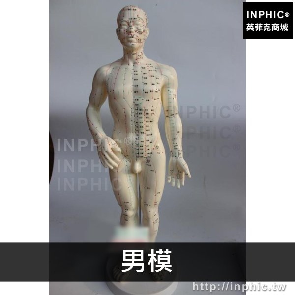 INPHIC-全皮白色人模醫療實驗道具醫學模型男女人體模型人體經絡模型中醫針灸穴位模型-男模