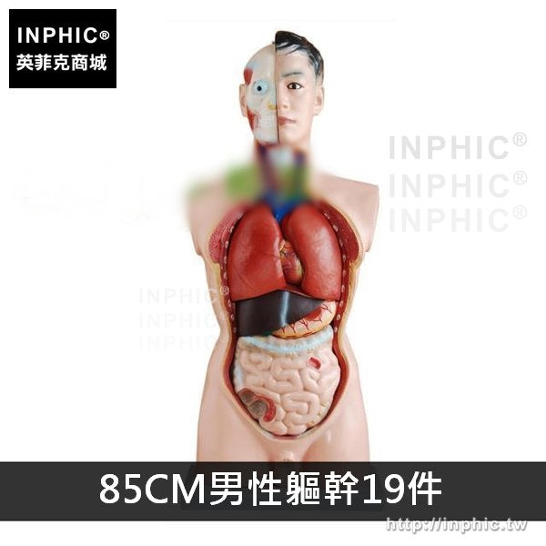 INPHIC-胸腹部器官結構造醫學模型教學模型男性女性軀幹解剖模型醫療實驗道具軀幹模型-85CM男性軀幹19件