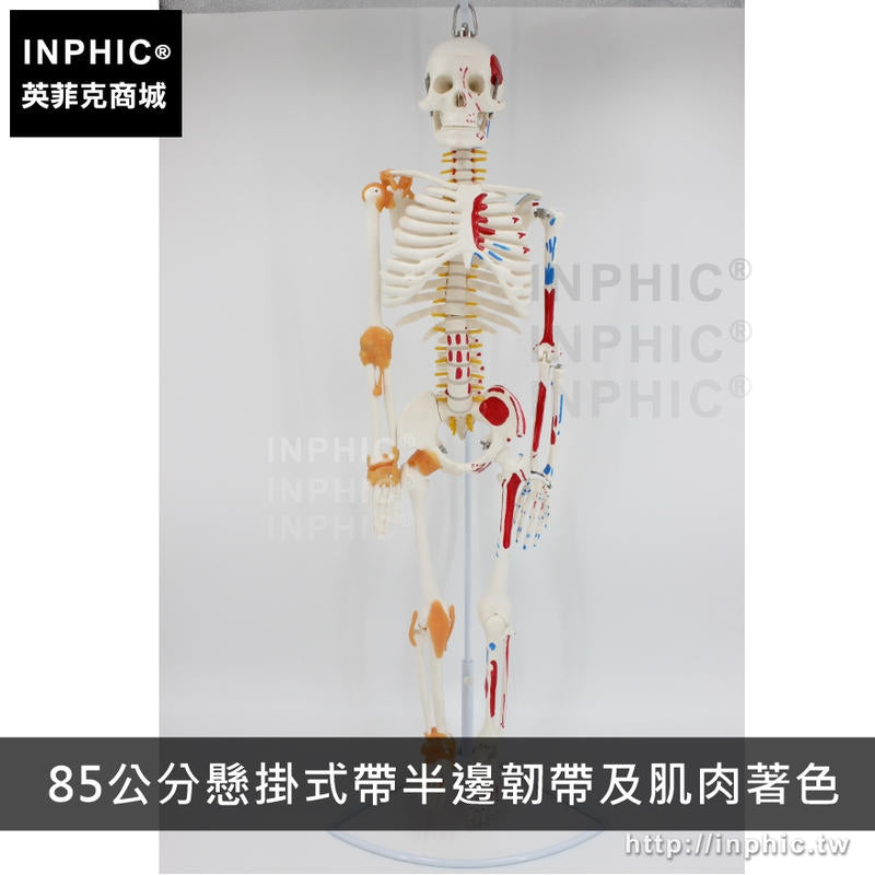 INPHIC-醫學模型醫療道具人體骨骼模型可活動教學模型美術有支架骷髏骨架-85公分懸掛式帶半邊韌帶及肌肉著色