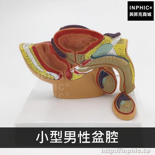 INPHIC-醫療實驗道具男性盆腔模型泌尿系統模型桌上型盆腔醫學模型男性盆腔睪丸前列腺模型-小型男性盆腔