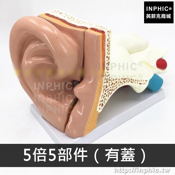 INPHIC-內耳朵結構醫學教具聽覺系統耳模型耳鼻喉科展示教學模型醫療實驗道具人耳解剖模型-5倍5部件（有蓋）