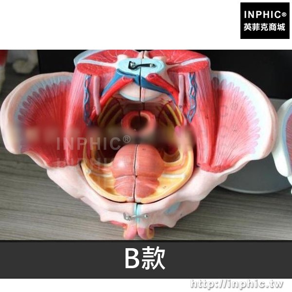 INPHIC-有腰椎盆骨解剖醫學模型女性骨盆附盆底肌和神經模型骨盆生殖器模型醫療實驗道具-B款