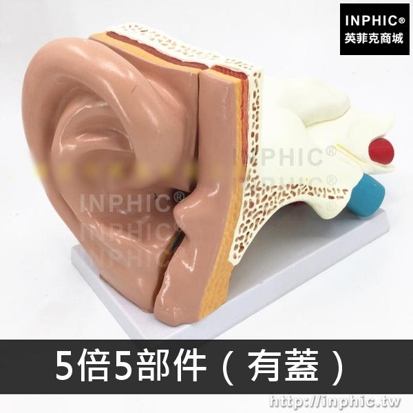 INPHIC-內耳朵結構醫學教具醫學模型聽覺系統耳模型耳鼻喉科展示教學模型醫人耳解剖模型-5倍5部件（有蓋）