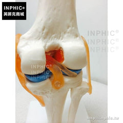 INPHIC-付可活動韌帶骨骼骨架模型人體膝關節功能模型醫學模型醫療實驗道具教學模型