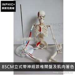 INPHIC-醫學模型醫療道具有支架骷髏骨架人體骨骼模型可活動教學模型-85CM立式帶神經跟椎間盤及肌肉著色