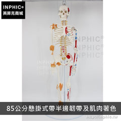 INPHIC-醫學模型實驗道具人體骨骼模型可活動教學模型美術有支架骷髏骨架-85公分懸掛式帶半邊韌帶及肌肉著色