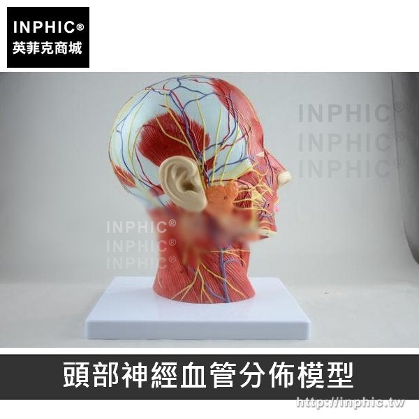 INPHIC-醫學模型醫療實驗道具皮膚結構解剖立體皮膚模型53倍放大教學模型美容整形-頭部神經血管分佈模型