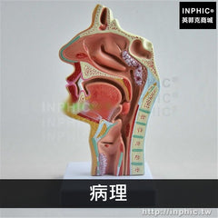 INPHIC-醫學模型人體鼻腔口腔咽喉解剖頭部解剖模型口鼻咽喉內側面血管神經模型醫療實驗道具-病理