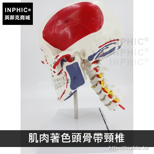 INPHIC-醫學模擬骷髏醫療實驗道具醫學模型一比一頭顱骨解剖標本教學模型人頭骨模型-肌肉著色頭骨帶頸椎