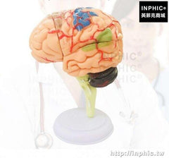 INPHIC-大腦拼裝模型大腦模型醫學模型益智拼裝玩具醫療實驗道具醫學教用人體器官拼裝模型