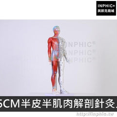 INPHIC-中醫美針灸人體模型人體經絡模型男女經絡通醫學模型穴位模型銅人-85CM半皮半肌肉解剖針灸人