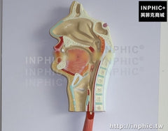 INPHIC-鼻咽喉人體消化系統模型醫療實驗道具消化道胃剖面醫學模型大小腸胃解剖模型