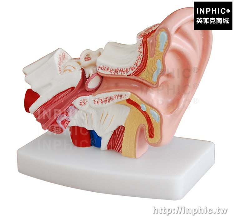 INPHIC-耳解剖模型桌上型人體耳朵模型醫學模型中耳模型醫療實驗道具1.5倍放大人體耳朵解剖