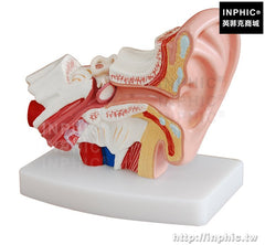 INPHIC-耳解剖模型桌上型人體耳朵模型醫學模型中耳模型醫療實驗道具1.5倍放大人體耳朵解剖