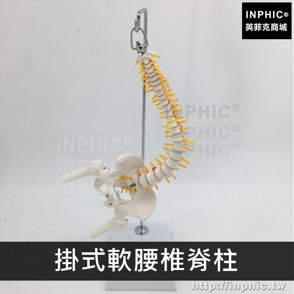 INPHIC-人體骨骼模型立式脊椎模型中型脊柱模型醫學模型脊椎有骨盆及股骨模型醫療實驗道具-掛式軟腰椎脊柱