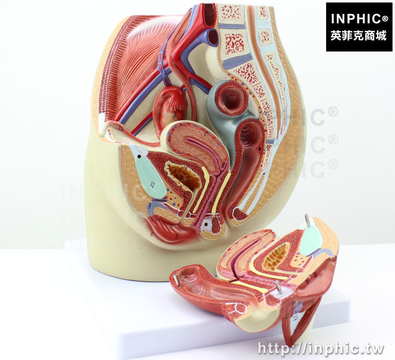 INPHIC-切面模型解剖女性盆腔正中矢狀醫療實驗道具解剖模型醫學模型男性矢狀-3部件女性盆腔27個標識