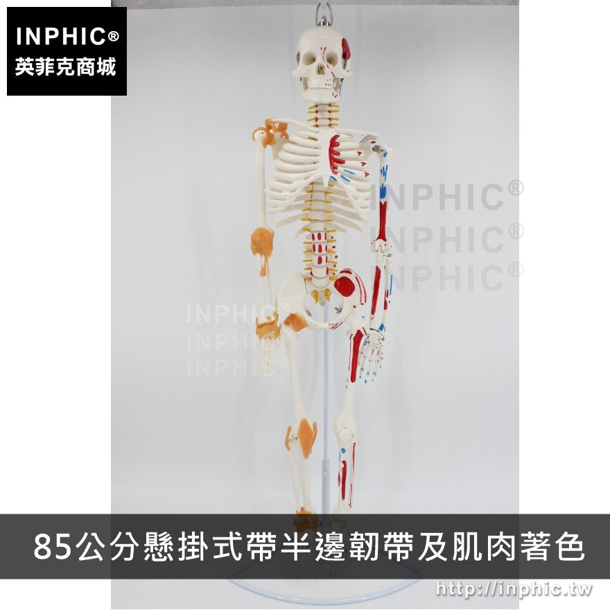 INPHIC-醫學模型醫療道具人體骨骼模型可活動教學模型有支架骷髏骨架-85公分懸掛式帶半邊韌帶及肌肉著色