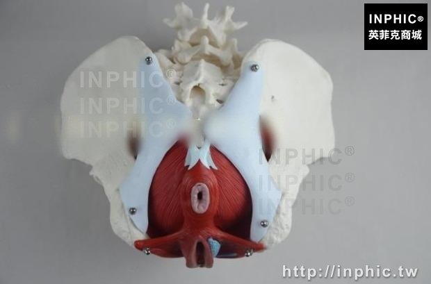 INPHIC-女性骨盆分娩教學模型盆骨模型子宮模型醫學模型可拆裝盆底肌模型醫療實驗道具