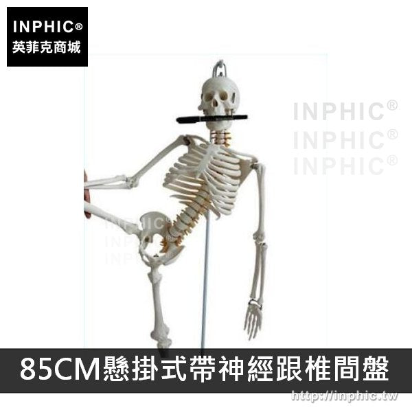 INPHIC-美術人體骨骼模型可活動醫學模型有支架骷髏骨架醫療實驗道具教學模型-85CM懸掛式帶神經跟椎間盤