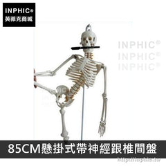 INPHIC-美術人體骨骼模型可活動醫學模型有支架骷髏骨架醫療實驗道具教學模型-85CM懸掛式帶神經跟椎間盤