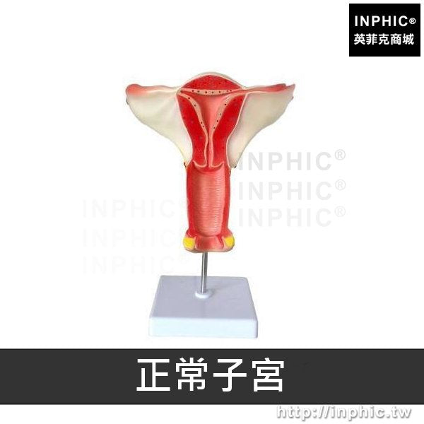 INPHIC-子宮卵巢模型女性內生殖醫學模型婦科模型醫療實驗道具生殖結構模型解剖模型-正常子宮