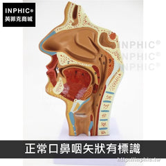 INPHIC-教學模型鼻子模型進口鼻腔解剖模型人體鼻腔模型醫療實驗道具耳鼻喉科醫學模型-正常口鼻咽矢狀有標識