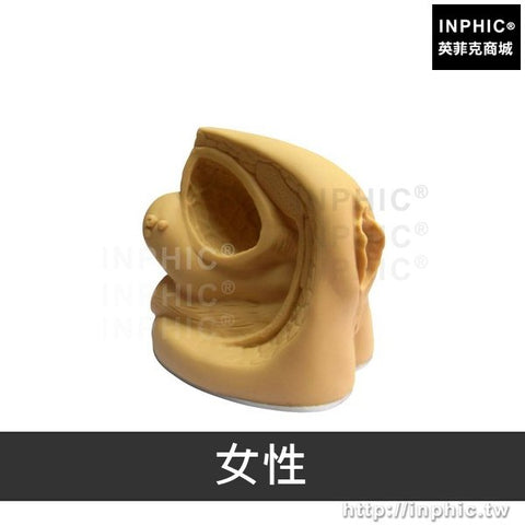 生殖系統