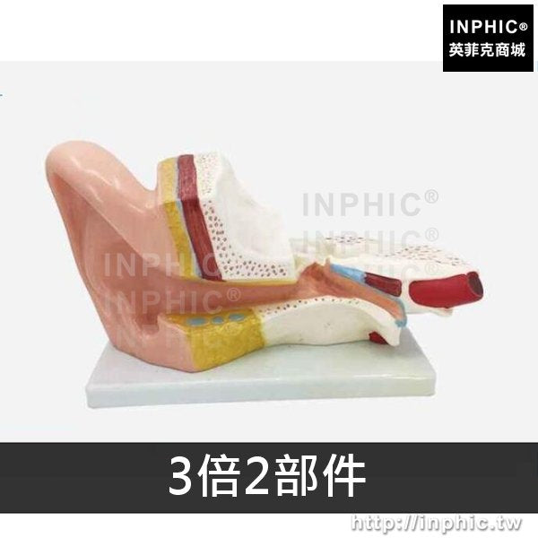 INPHIC-耳鼻喉科展示教學模型聽覺系統耳模型醫學教具人耳解剖模型醫療實驗道具內耳朵結構醫學模型-3倍2部件