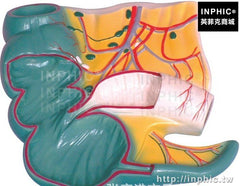 INPHIC-教學道具醫療實驗道具練習道具訓練專用演練模型醫學模型盲腸解剖模型闌尾解剖模型