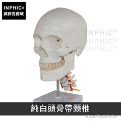 INPHIC-醫療實驗道具一比一醫學模擬骷髏教學模型人頭骨模型醫學模型頭顱骨解剖標本-純白頭骨帶頸椎