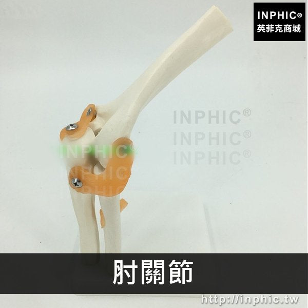 INPHIC-附韌帶模型肩關節腳關節手關節髖關節醫療實驗道具肘關節膝關節人體六大功能關節模型醫學模型-肘關節