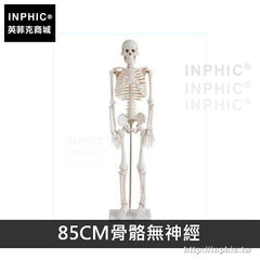 INPHIC-教學模型美術有支架骷髏骨架醫學模型人體骨骼模型可活動醫療實驗道具-85CM骨骼無神經