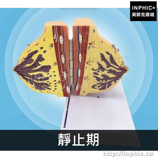 INPHIC-催乳師培訓模型孕婦乳房解剖模型醫學模型哺乳期乳房解剖模型中醫美-靜止期