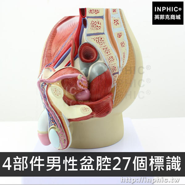 INPHIC-男性矢狀醫療實驗道具切面模型解剖模型醫學模型男性生殖器解剖-4部件男性盆腔27個標識