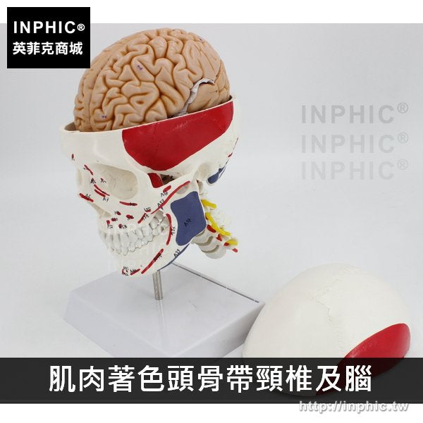 INPHIC-一比一醫學模型教學模型醫療實驗道具醫學模擬骷髏頭顱骨解剖標本人頭骨模型-肌肉著色頭骨帶頸椎及腦