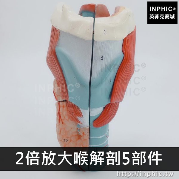 INPHIC-喉解剖標本喉部血管甲狀腺放大咽喉模型醫學模型醫療實驗道具教學模擬-2倍放大喉解剖5部件