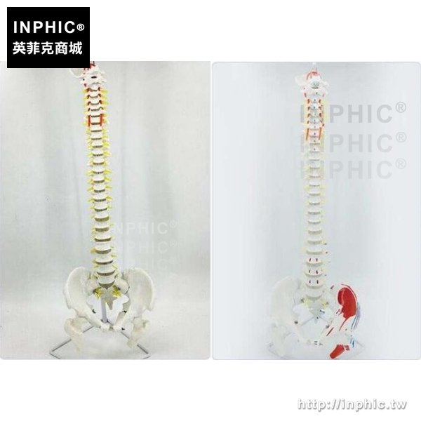 INPHIC-教學模型中醫按摩喬骨自然大脊椎模型成人1：8比例人體脊柱模型帶頸椎胸椎尾椎盆骨醫療醫學模型