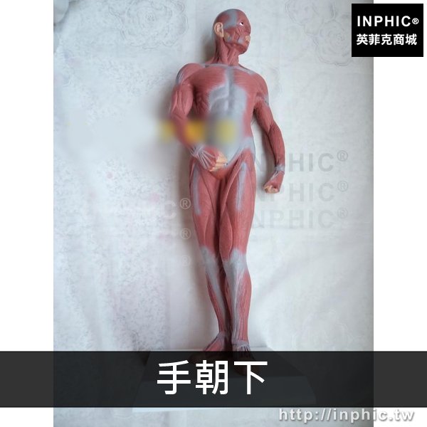 INPHIC-醫學模型醫療實驗道具人體肌肉人體全身肌肉解剖模型醫學教具教學模型-手朝下